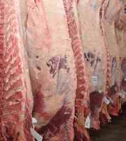 Habilitación de frigoríficos uruguayos para exportar carne a México